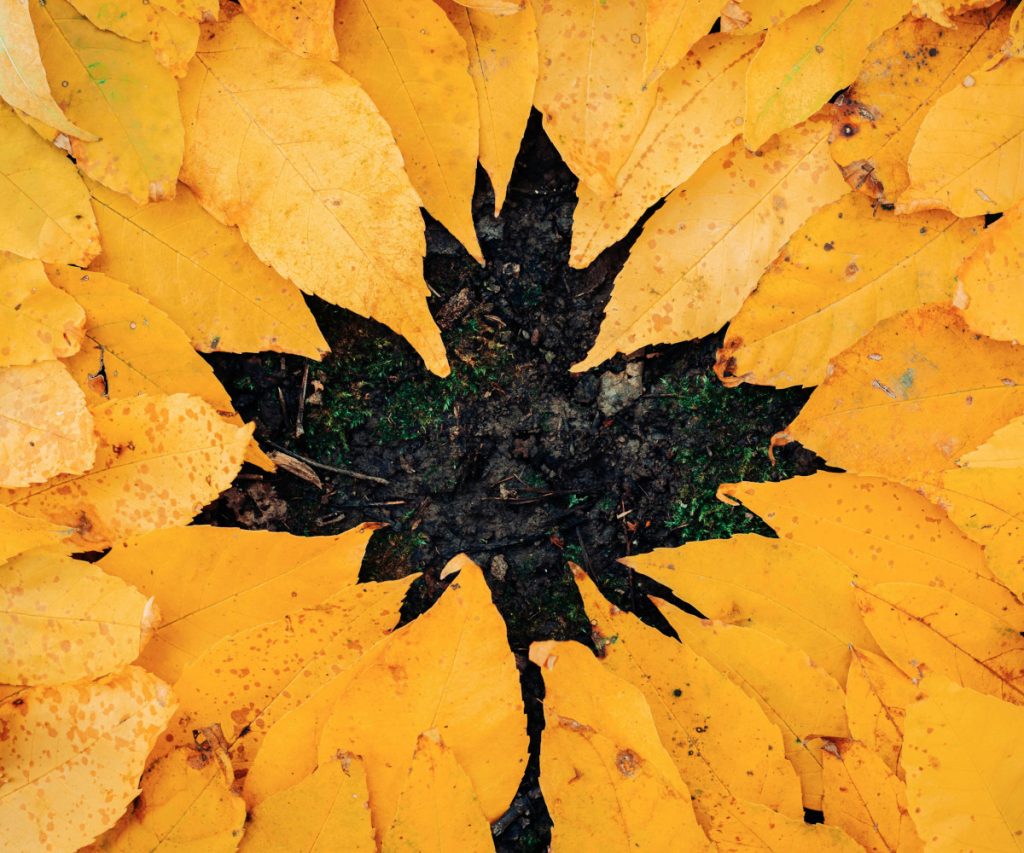 Sparen im Herbst mit Profit und Rente - powered by Elite Premium Service AG